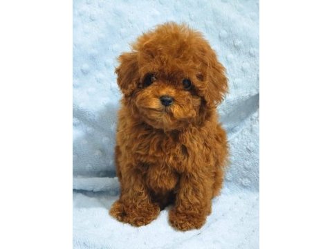 Daha güzel poodle varsa karşımıza çıksın