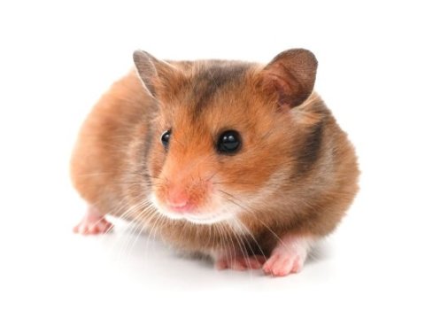 Hamster gonzalez gunıea pıg