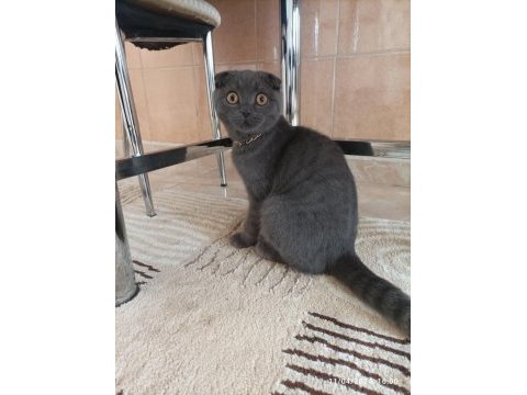 Satılık 5 aylık scottish fold