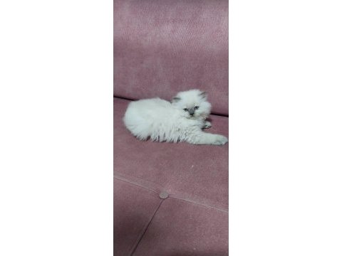Bebiş british longhair kedilerim yeni yuvalarını arıyor
