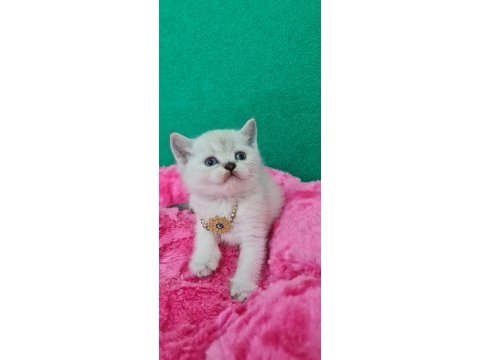 Bluepoint british shorthair