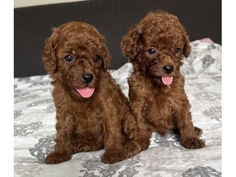 Red mini poodle bebekler