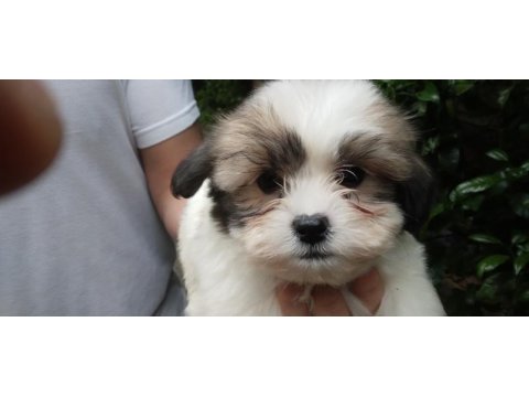 Harika morkie bebekler