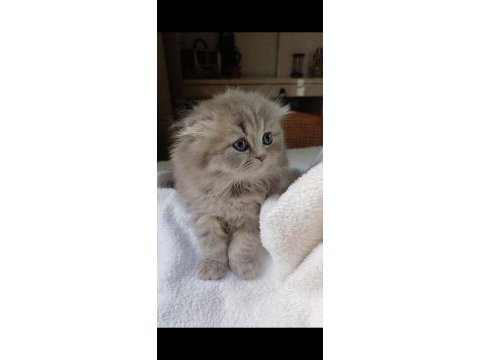 Anne altından british longhair bebekler