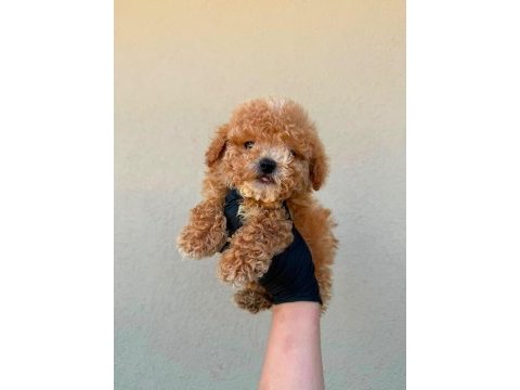 Apricot toy poodle bebeklerimiz
