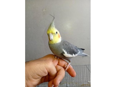 Konuşan evcil sultan papağanı