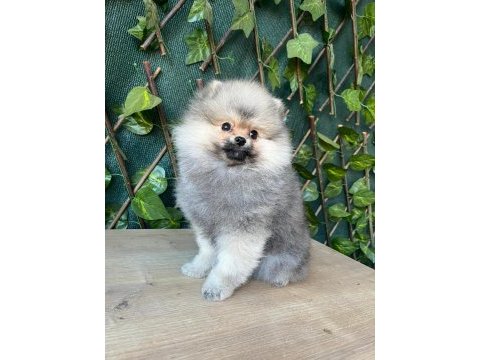 Cana yakın pomeranian boo ayı suratlı erkek yavru