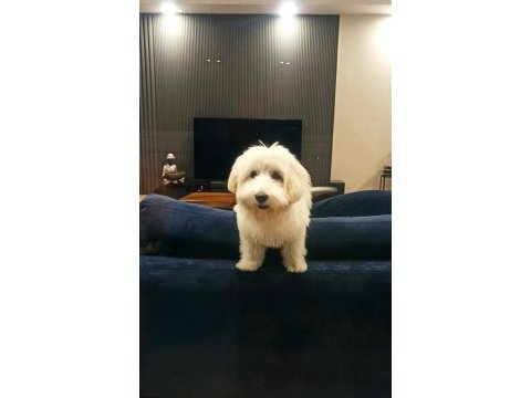 İzmir maltese köpeğimiz