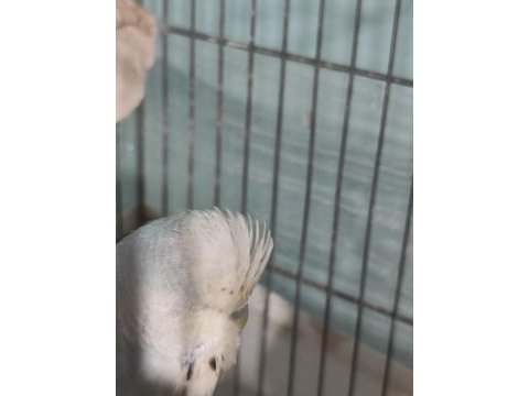Hobiyi bırakıyorum kızgın dişi show jumbo muhabbet kuşu