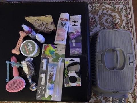 3 aylık maltipoo bebeği