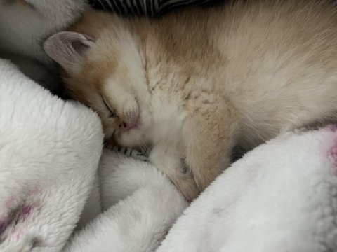 Anne baba şecereli golden british shorthair yavrular