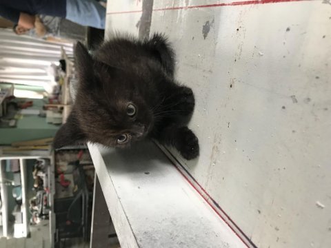 47 günlük yavru kedi