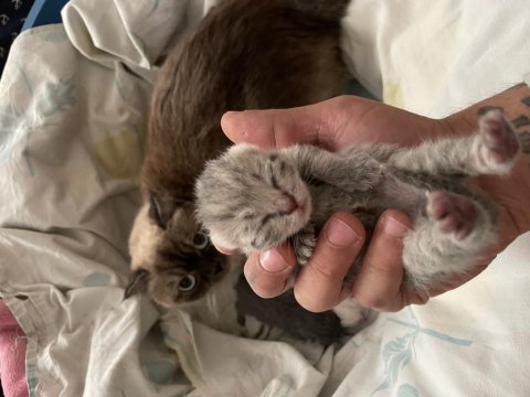 Yavru scottish fold kedisi