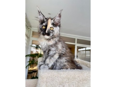 Xl mainecoon yavruları