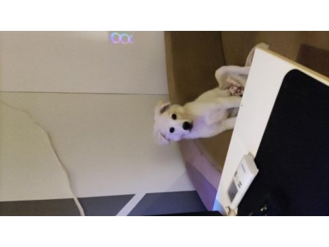 Samoyed kırması