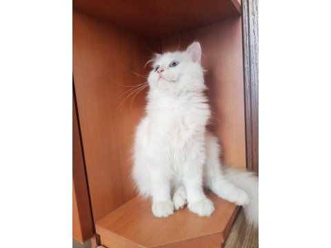 British longhair erkek