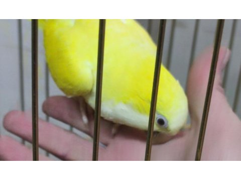 Full evcil el büyütme monk papağanı