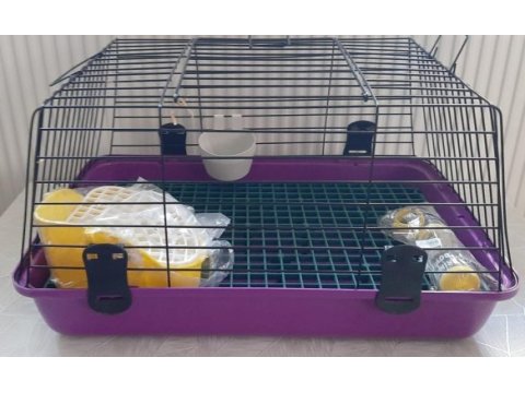 Mini lop tavşanı bebeklerimiz