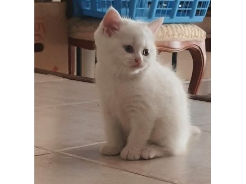 British shorthair yavru kedimiz