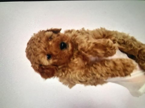 Şampiyon annenin dişi bebekleri poodle antialerjik tek ırk