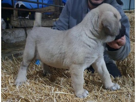 Dev gibi köpekler arıyorsan doğru yerdesın