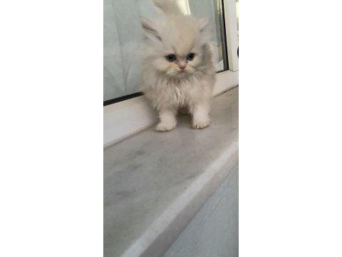 Chinchilla yavru kedimiz