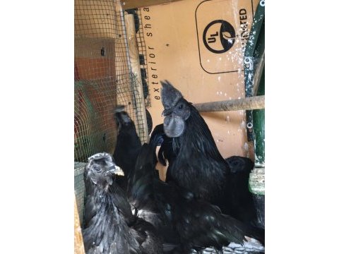 Ayam cemali