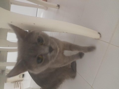 Kedi sahiplendirmek