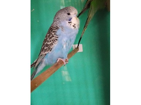 Jumbo muhabbet kuşu yavru