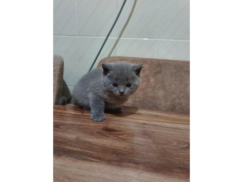 2 aylık british shorthair yavru