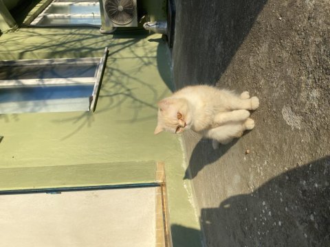 2.5 yaşında çok sakin kısır ve çipli british shorthair