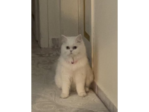 Dişi chinchilla 11 aylık