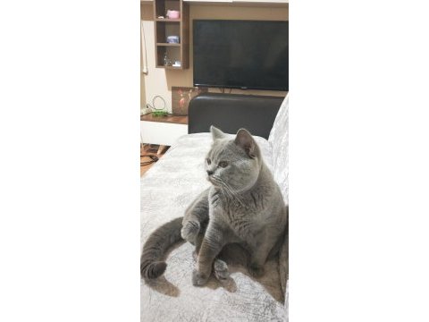 Oğlusuma gelin adayı arıyorum british shorthair