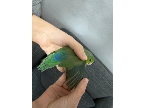 2 yaşında dişi forpus papağanı