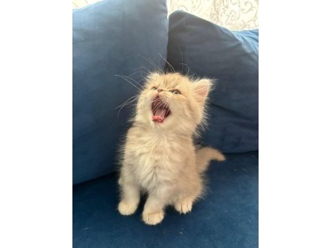 Yavru british longhair erkek