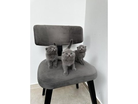 3 adet gri scottish fold yavrular