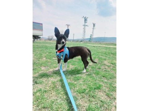 Eğitimli oyuncul pinscher