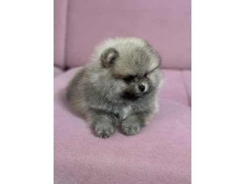 Pomeranian boo