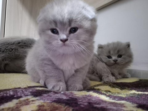 Minik yavru kedilerimize yuva arıyoruz