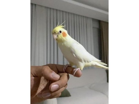 Konuşan erkek lutino sultan papağanı bebek