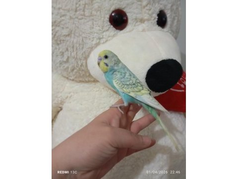 Muhabbet kuşu yeni yeme düşmüş bebek kuşlar