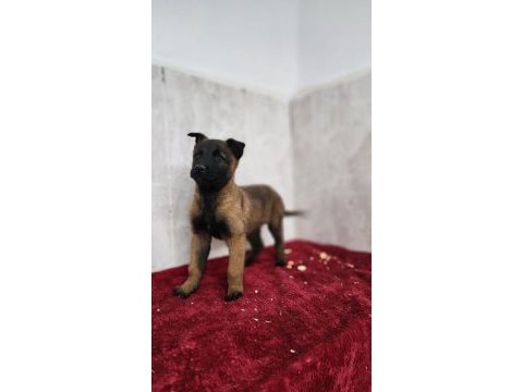 Efsane malinois yavruları