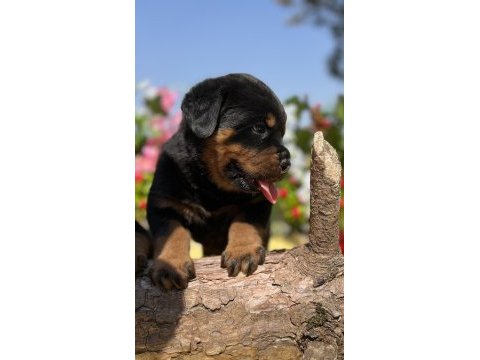 Heybetli üst kalite rottweiler yavrular