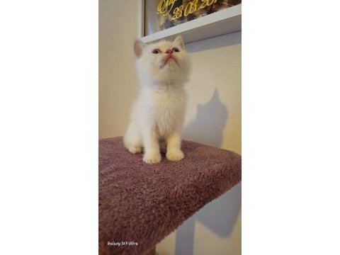 Dişi ve erkek british shorthair