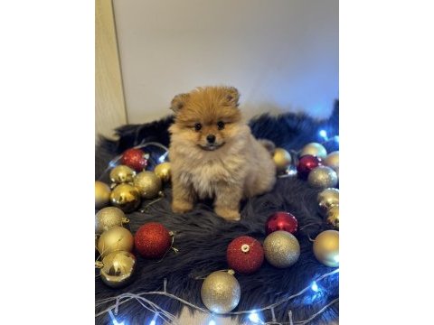 Orijinal pomeranian boo bebeğimiz