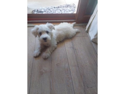 3,5 aylık erkek maltipoo