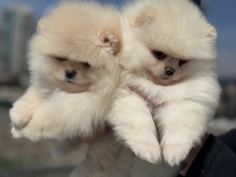 Petmode köpek çiftliğinde ziyarete açık pomeranian