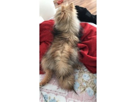 Pomeranian 4 buçuk aylık dişi yavru