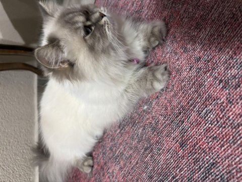 British longhair kedimize yeni yuva arıyoruz