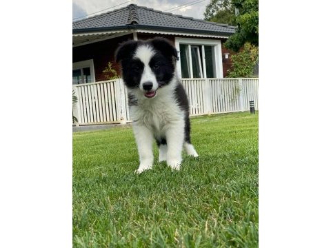Border collie yavruları ıstanbul  